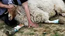 Relawan mengelus domba berkaki palsu di Freedom Farm, Moshav Olesh, Israel, 7 Maret 2019. Freedom Farm merawat babi buta hingga sapi dengan kaki palsu. (REUTERS/Nir Elias)