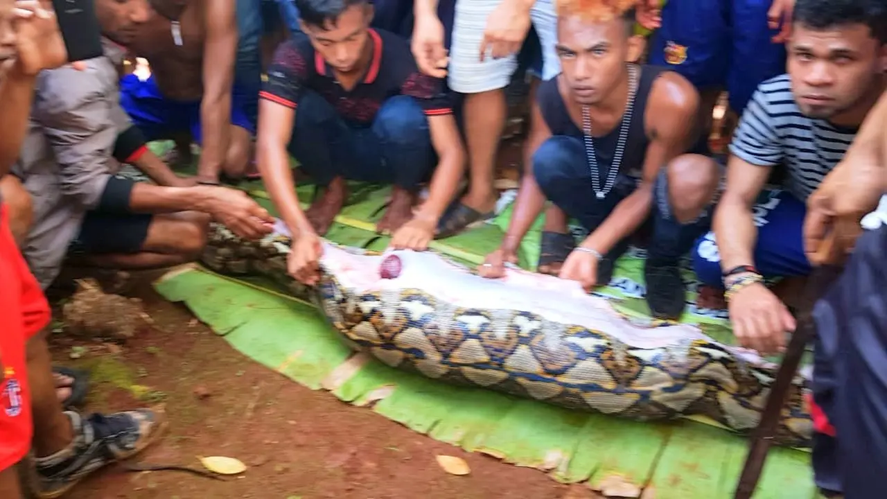 Ular piton yang menelan ibu dua anak