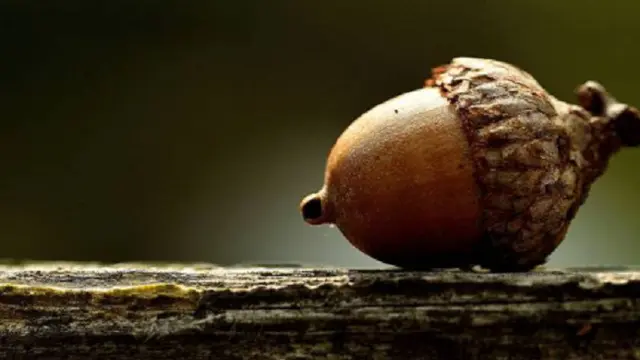 Ilustrasi biji acorns (iStock)