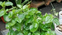 12 Manfaat Daun Sirih Cina dan Penggunaannya untuk Kesehatan