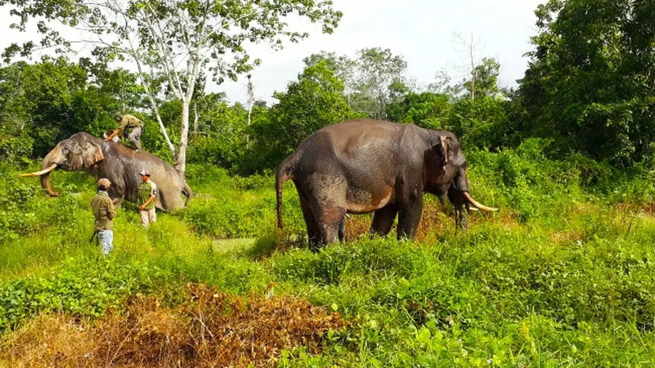 Dua gajah latih yang dikerahkan BBKSDA Riau untuk menggiring gajah liar yang masuk pemukiman di Indragiri Hulu.