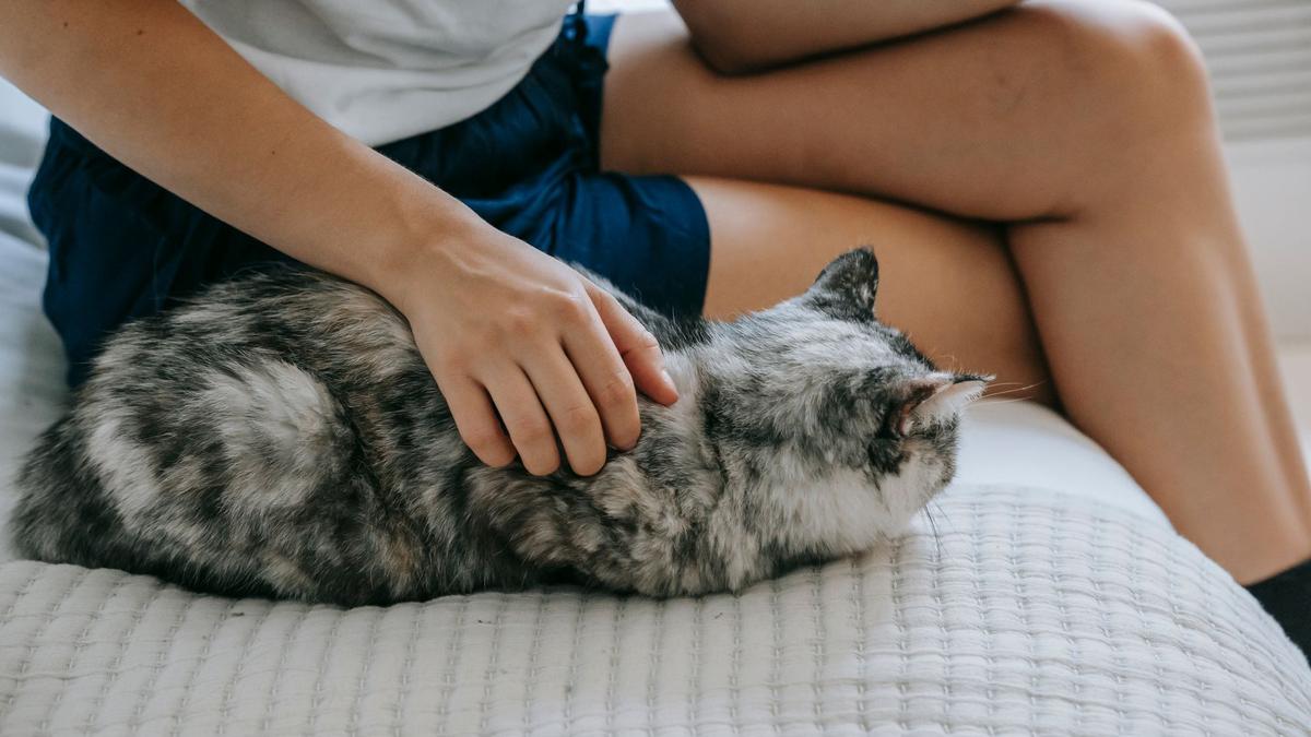 Kenapa Kucing Selalu Tidur di Dekat Kaki Pemiliknya? Ini Alasannya