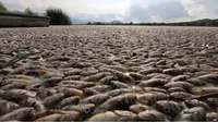 Seorang pejabat lokal di Meksiko, menggambarkan kematian ikan-ikan itu sebagai 'fenomena alamiah berulang' yang terjadi setiap tahun. (BBC)