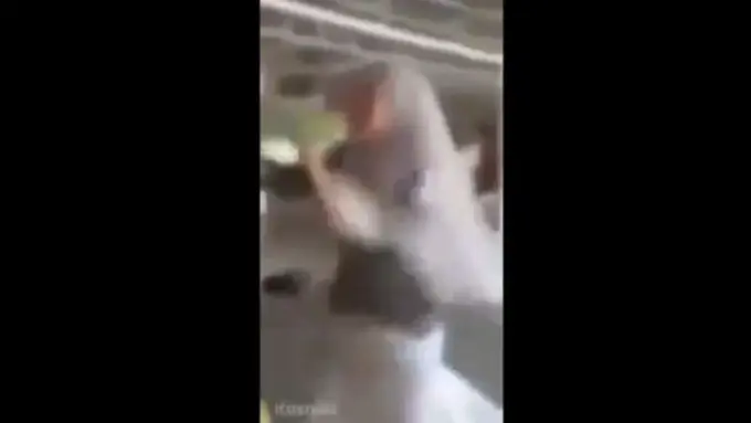 Seserahan Kurang, Mempelai Wanita Ngamuk!