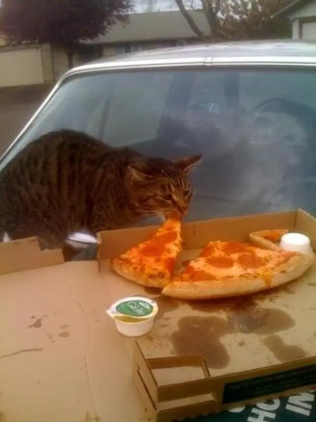 6 Tingkah Kucing Suka dengan Pizza Ini Bikin Pemelihara Tepuk Jidat