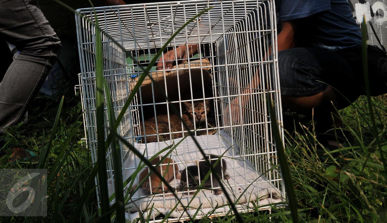 Pada awal berdirinya Animal Defender di 2011 silam, Doni menjalankan tugas penyelamatan hewan seorang diri. Namun, seiring berjalan waktunya kegiatan mulia ini menyedot perhatian masyarakat yang kemudian bersedia menjadi relawan (Liputan6.com/Johan Tallo)