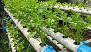 Cara Menanam Daun Seledri Hidroponik. (Foto: AI)
