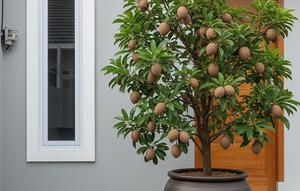 Pohon Buah Mini Ini Bikin Depan Rumah Minimalis Type 45 (Image by Gemini AI)
