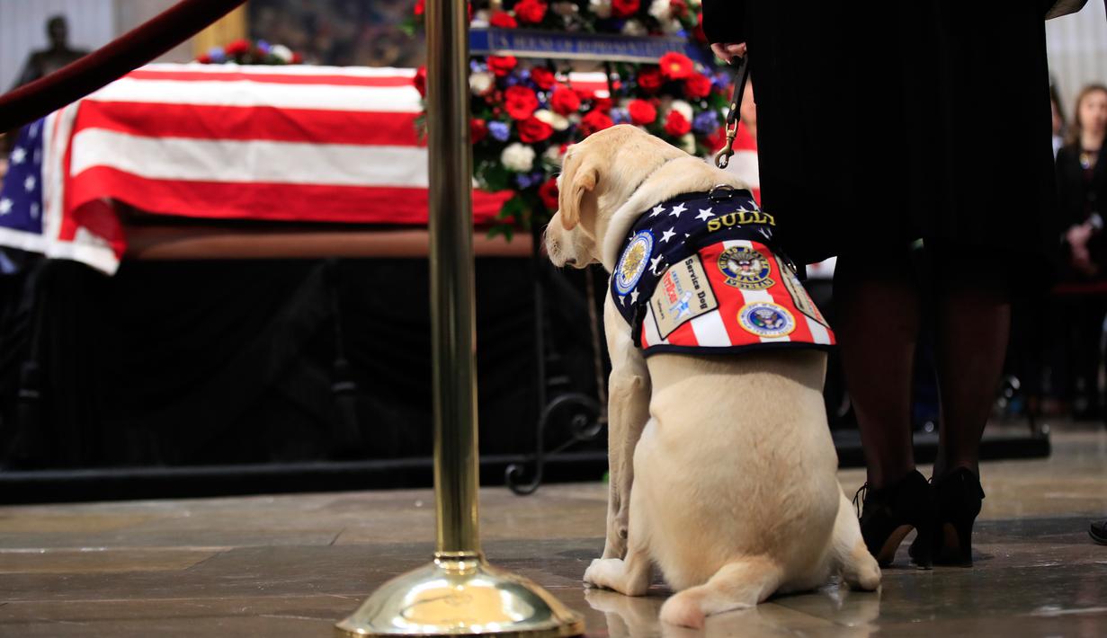 FOTO Kesetiaan Sully, Anjing yang Menjaga Peti Mati HW Bush
