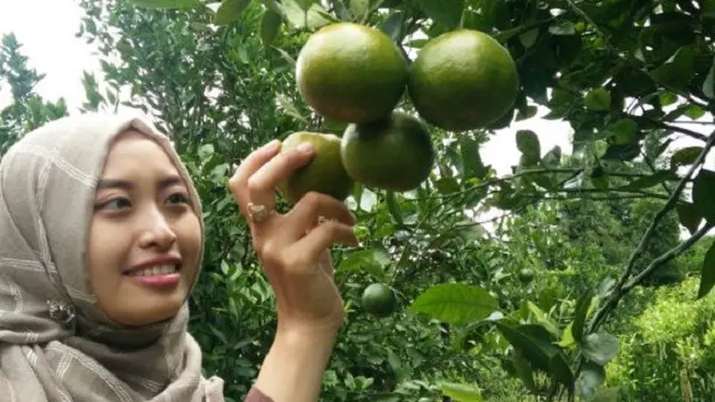 Petik Jeruk Garut Langsung dari Kebunnya