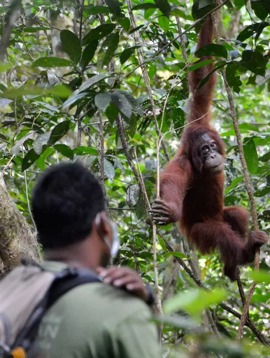 Orangutan bernama Elaine melihat ke arah penjaga hutan saat dilepasliarkan di Cagar Alam Hutan Pinus Jantho, Aceh Besar, Selasa (18/6/2019). Sebelum dilepasliarkan, orangutan dilatih agar menjadi liar. (CHAIDEER MAHYUDDIN/AFP)