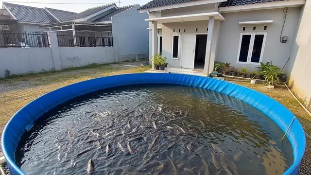 Usaha Ternak Ikan Air Tawar Panen 2 Bulan