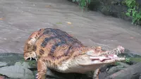 Main dengan Predator Berdarah Dingin di Kebun Binatang Surabaya