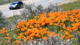 Sebuah mobil melewati ladang poppy dekat Antelope Valley California Poppy Reserve saat berlangsungnya mekar musim semi tahunan di Lancaster, California, 16 April 2020. Mekarnya poppy tahun ini disiarkan secara langsung lantaran penutupan ladang akibat pandemi Covid-19. (Frederic J. BROWN/AFP)