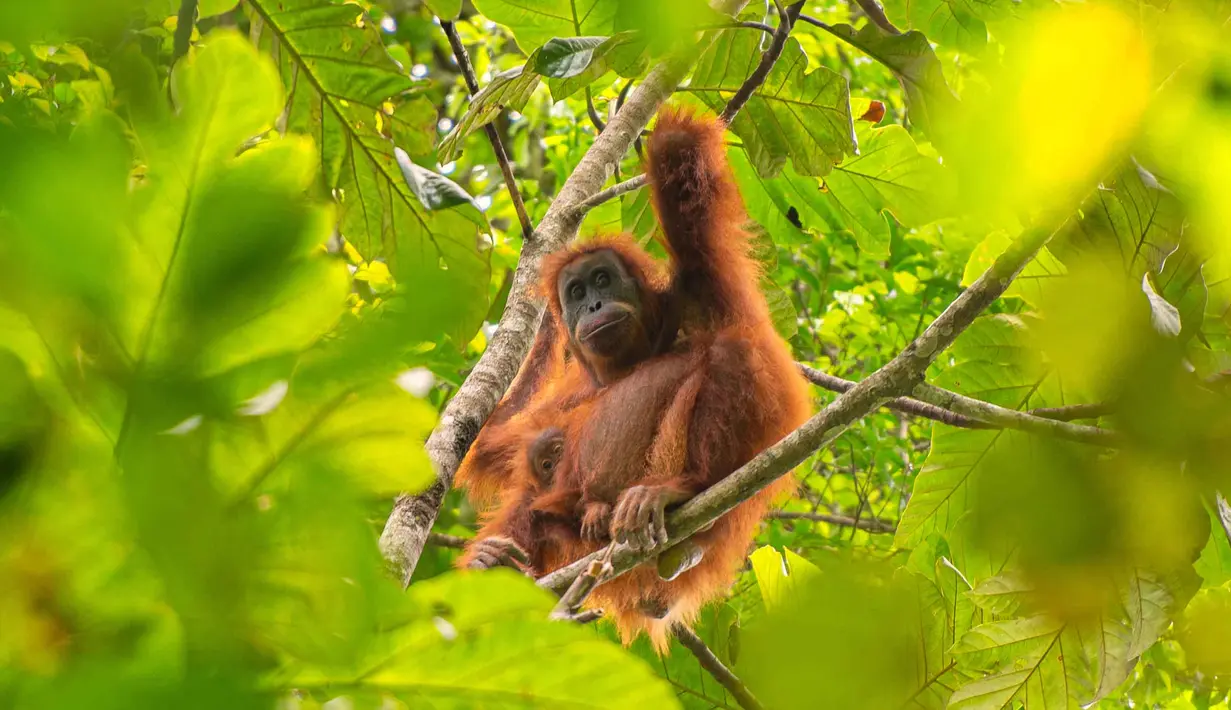 Foto selebaran tak bertanggal yang diambil oleh Pusat Informasi Orangutan dan dirilis pada 10 Juni 2026 menunjukkan orangutan Tapanuli di atas pohon di hutan Batang Toru di Sumatra Utara. Menurut para ilmuwan, tanah longsor yang dipicu oleh perubahan iklim memusnahkan hampir satu dari 10 spesies kera besar paling langka di dunia yang tersisa di Pulau Sumatra. (Handout/Pusat Informasi Orangutan/AFP)