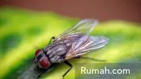 Selama ini serangga seperti nyamuk, semut, laron, lalat, kutu busuk, kecoa, lipan hingga kalajengking, telah lama hidup bersama manusia.
