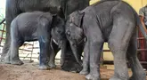 Bayi gajah kembar bermain di samping induknya di Kamp Gajah Wingabaw, wilayah Bago Myanmar, pada 5 September 2024. (Sai Aung MAIN / AFP)