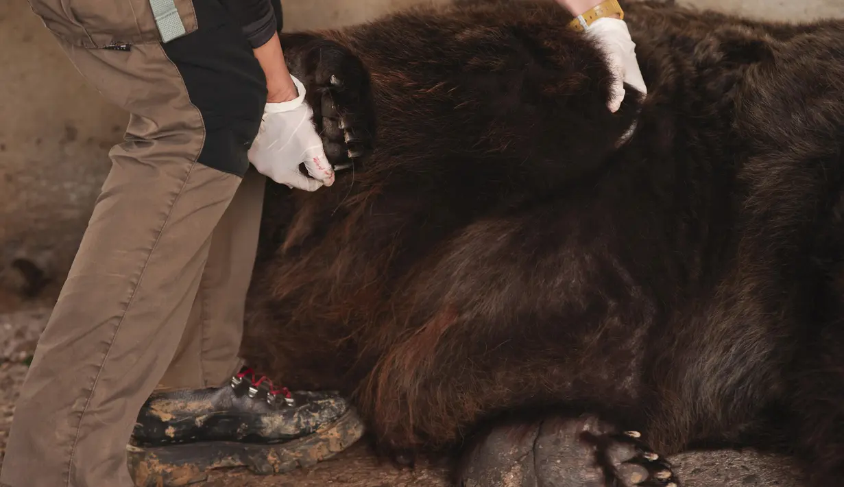 Seorang aktivis dari badan amal hak-hak hewan "Four Paws" memeriksa Mark yang telah dibius di dalam kandang kecil di Tirana, Albania, Rabu (7/12/2022). Mark berhasil diselamatkan oleh organisasi kesejahteraan hewan internasional dan dibawa ke tempat perlindungan di Austria. (AP Photo/Franc Zhurda)