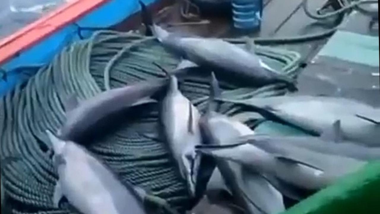 Viral video sejumlah lumba-lumba yang terjaring kapal nelayan.
