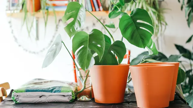 Tanaman hias janda bolong/dok. Unsplash Brina