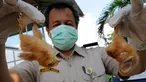 Petugas menunjukkan bangkai anak ayam yang telah terjangkit penyakit, Gedung MPPH, Tanggerang, Selasa, (10/3/2015). Pemusnahan ratusan anak ayam ini sebagai pencegahan penyebaran penyakit. (Liputan6.com/Faisal R Syam)