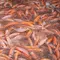 5 Trik Memelihara Ikan Nila Padat Tebar Tanpa Cepat Mati, Budidaya Sukses untuk Panen Maksimal