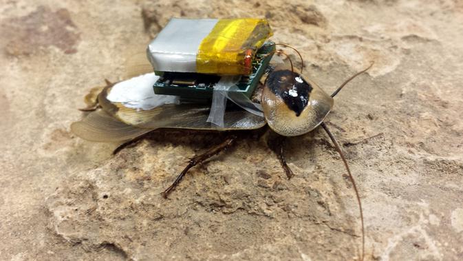 Bagaimana jadinya jika robot dibuat dalam bentuk serangga yang menjijikkan seperti Kecoak?