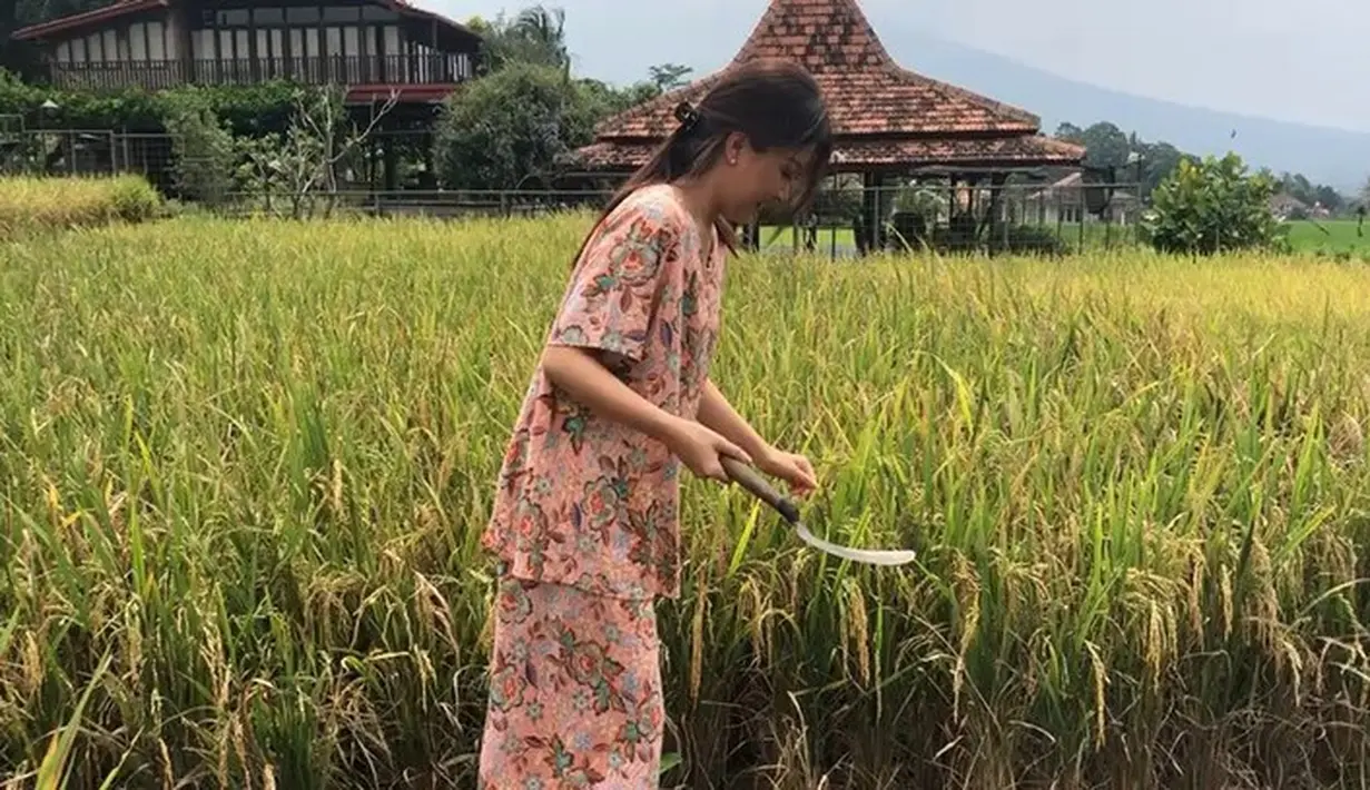 Terlihat sarwendah sabit untuk memotong batang padi. Belum lama ini, keluarga Ruben Onsu sedang panen padi. Sarwendah dengan santai memotong padi. Mantan personel Cherrybelle itu cuek meski bisa minta tolong orang lain mengerjakan. (Instagram/ruben_onsu)