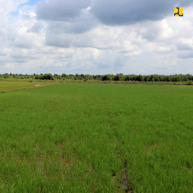 Petani Pesimis Food Estate Ampuh Atasi Krisis Pangan Indonesia Bisnis Liputan6 Com