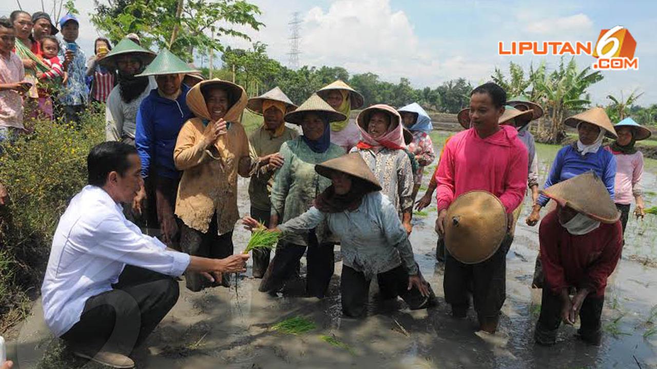 [FOTO] Jokowi Bercengkerama dengan Petani di Pematang Sawah