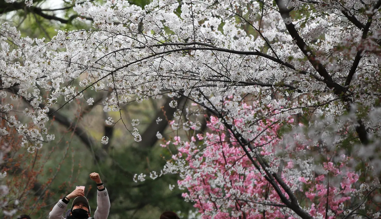 Pengunjung mengambil gambar bunga sakura selama festival musim semi di Taman Yuyuantan, Beijing, China, Sabtu (30/3). (AP Photo/Andy Wong)