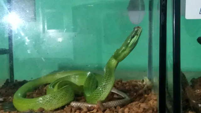 King Cobra
