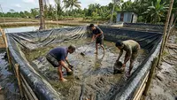 7 Cara Membersihkan Kolam Lele Terpal yang Licin dan Berlendir Sebelum Dipakai Lagi