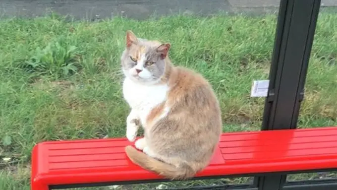 Photo: Copyright telegraph.co.uk