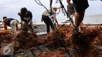 Rumput Laut RI Bisa Kembali Masuk ke Pasar Amerika