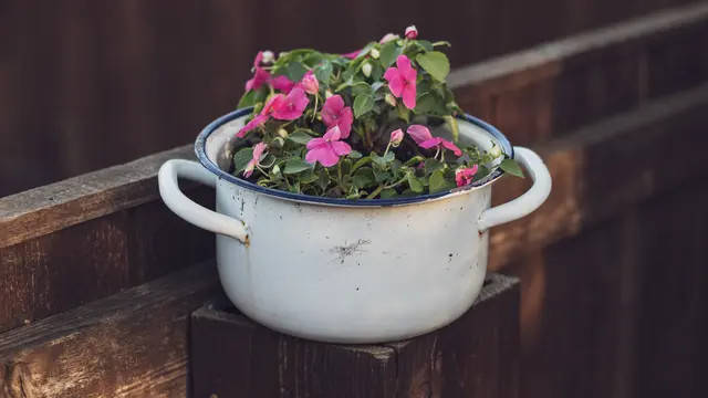 ilustrasi tanaman pacar air