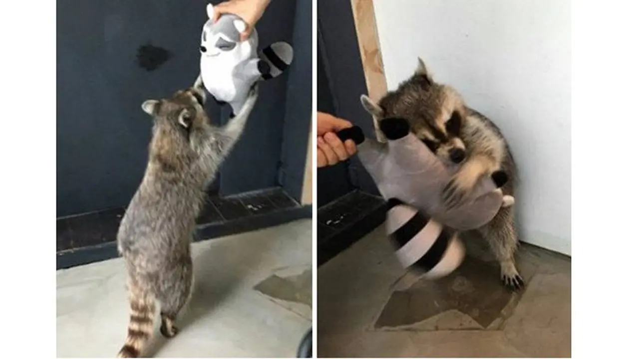 7 Potret Hewan Peliharaan dengan Boneka Kesayangan Ini Bikin Gemas