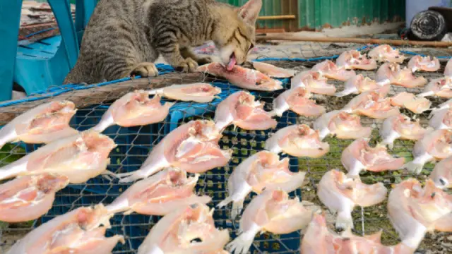 Kucing Mukbang