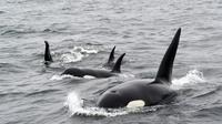 Selain manusia, hewan juga dikaruniai kecerdasan, salah satunya adalah paus orca dengan kecerdasannya dalam berkegiatan di habitatnya. (Foto: Unsplash,com/Mike Doherty)