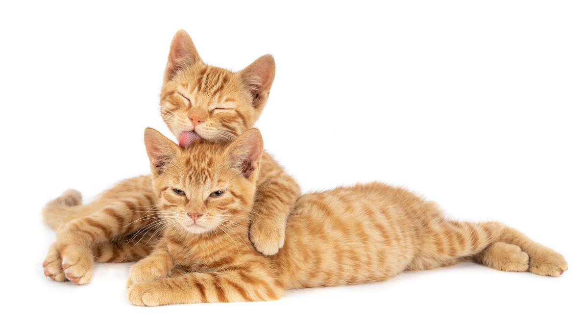 Warna Kucing dan Mitosnya, Lebih dari Sekadar Lucu