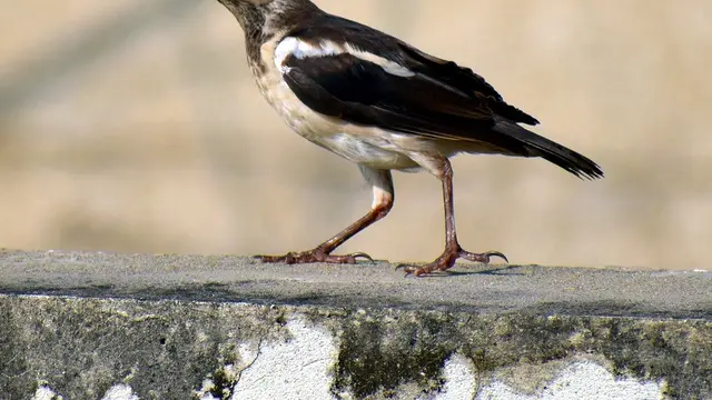 Jenis Burung Jalak Suren