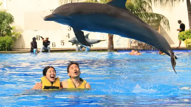 Wisata Berenang dengan Lumba-Lumba di Indonesia