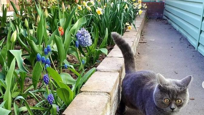 Kenalkan Fedya, Kucing Asal Rusia yang Memiliki Mata Unik - Vimarsana News