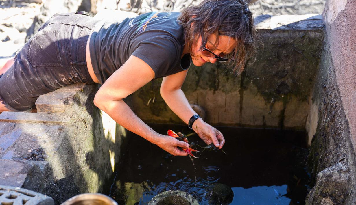Perubahan cuaca pada Jumat 8 November 2024 memberi kesempatan bagi petugas pemadam kebakaran untuk menjinakkan kobaran api. Tampak dalam foto, Robin Wallace saat membersihkan ikan peliharaannya di rumah keluarganya di West Highland Drive yang hancur akibat kebakaran hutan dan gunung pada 8 November 2024 di Camarillo, California. (Patrick T. Fallon/AFP)