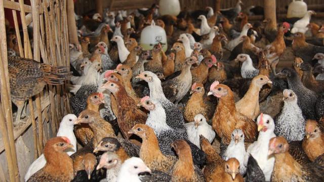 Kementan Upayakan Stabilisasi Perunggasan Nasional untuk Melindungi Peternak Lokal