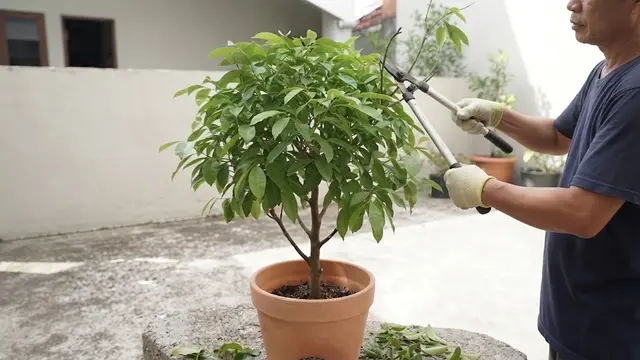 Cara Mengerdilkan Pohon Matoa agar Berbuah di Pot