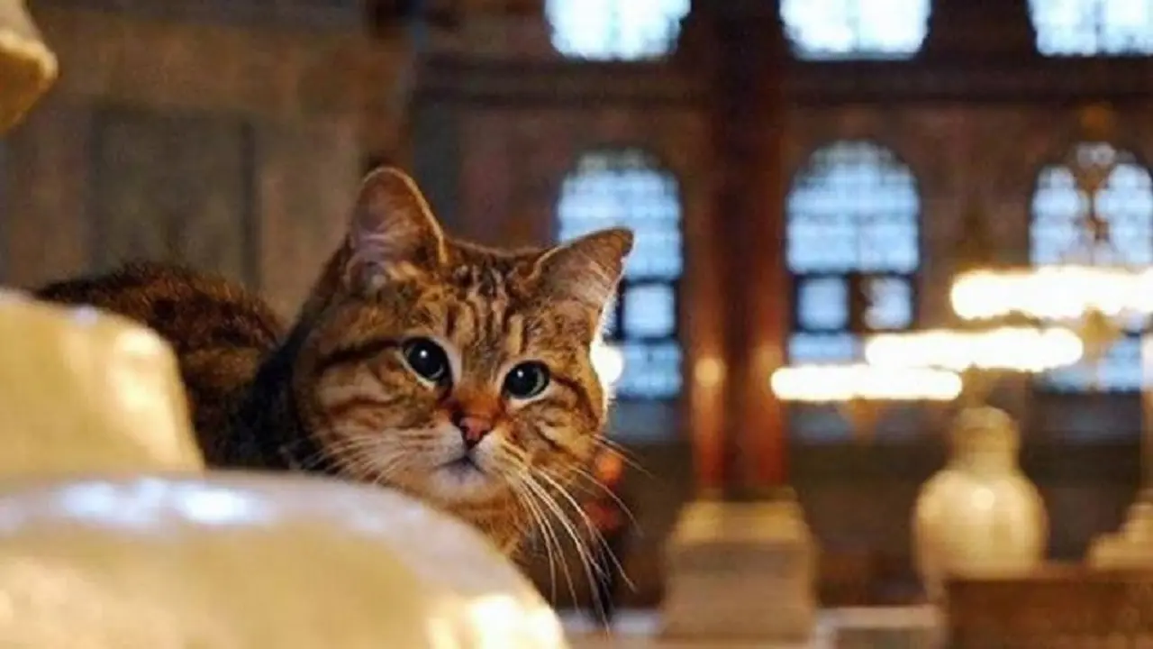Kucing Gli