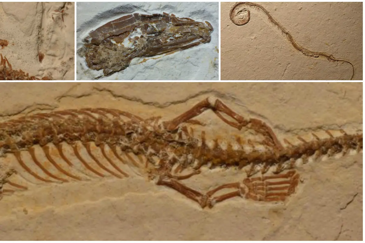 Misteri Evolusi Ular Berkaki 4