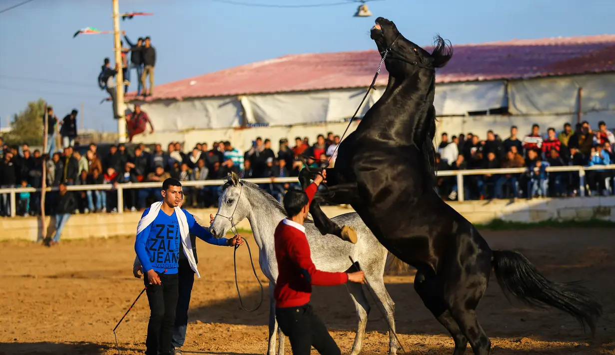 Pria Palestina berusaha mengendalikan kudanya saat mengikuti ajang Arabian Horse Show di Kota Gaza, Palestina (3/3). (AFP Photo / Mohammed Abed)