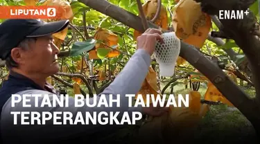 Ekspor buah-buahan Taiwan ke Tiongkok terhambat akibat pembatasan impor oleh Beijing. Meski pembatasan ini sudah dicabut tapi pasar belum pulih dan banyak petani buah Taiwan merasa terperangkap dalam ketegangan politik antara Beijing dan Taipei. Beri...